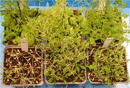 (upper panel) Arabidopsis under normal condition; growth of control plant (left) the same as plants (middle and right) with increased ACBP2 protein (lower panel) Arabidopsis under drought condition; growth of control plant (left) much slower than plants (middle and right) with increased ACBP2 protein