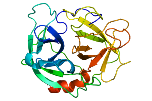 Neutrophil Elastase (NE) and Proteinase 3 (PR3) as Diagnostic Biomarkers for Autoimmune Diabetes